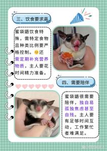 鼯鼠可以当宠物养吗_外形可爱饲养难