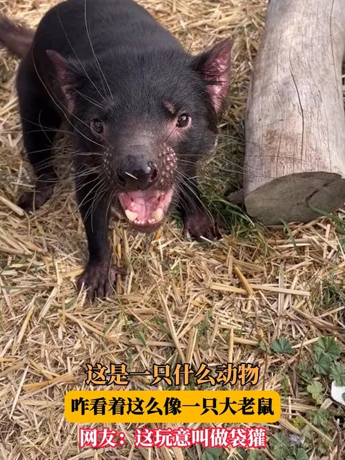 长得像老鼠的动物_像老鼠的动物用外形吓退天敌是自然选择 长得像老鼠的动物_像老鼠的动物用外形吓退天敌是自然选择