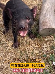 长得像老鼠的动物_像老鼠的动物用外形吓退天敌是自然选择