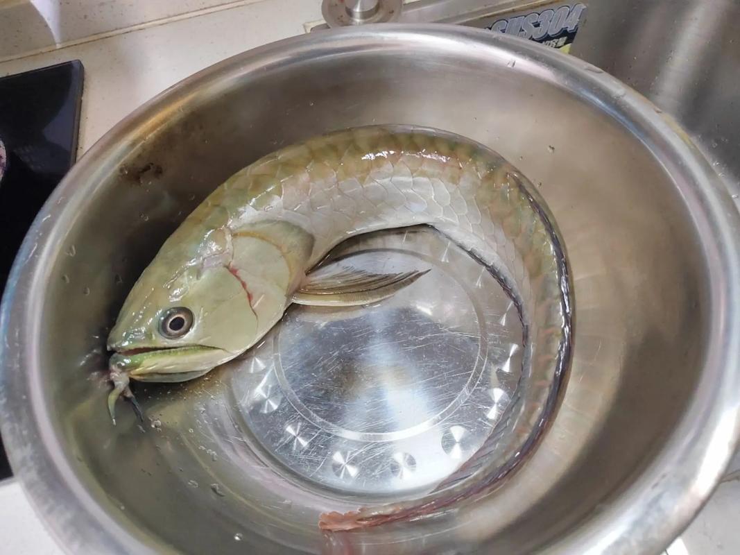 金龙鱼为什么不能吃_金龙鱼油风险大?选油要慎重! 金龙鱼为什么不能吃_金龙鱼油风险大?选油要慎重!