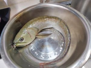 金龙鱼为什么不能吃_金龙鱼油风险大？选油要慎重！