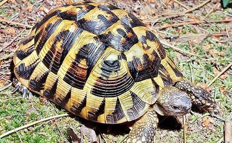 赫曼陆龟中国能养吗_赫曼陆龟寿命长,饲养需控温湿,喂食豆蚯野菜,注意防病互动 赫曼陆龟中国能养吗_赫曼陆龟寿命长,饲养需控温湿,喂食豆蚯野菜,注意防病互动