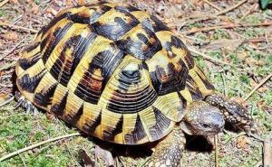 赫曼陆龟中国能养吗_赫曼陆龟寿命长，饲养需控温湿，喂食豆蚯野菜，注意防病互动