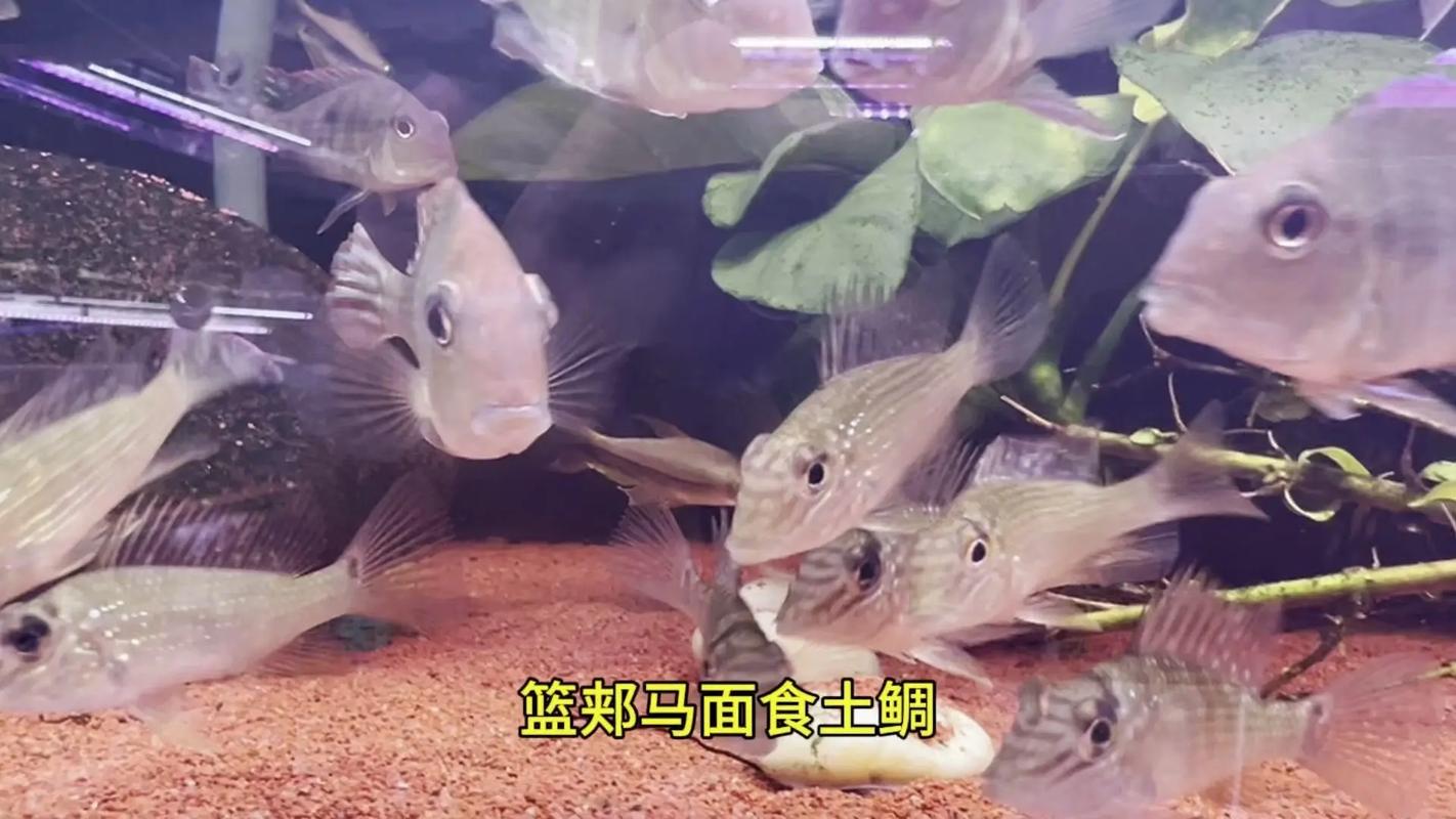 食土鲷为什么不建议养_清洁工还是生态杀手? 食土鲷为什么不建议养_清洁工还是生态杀手?