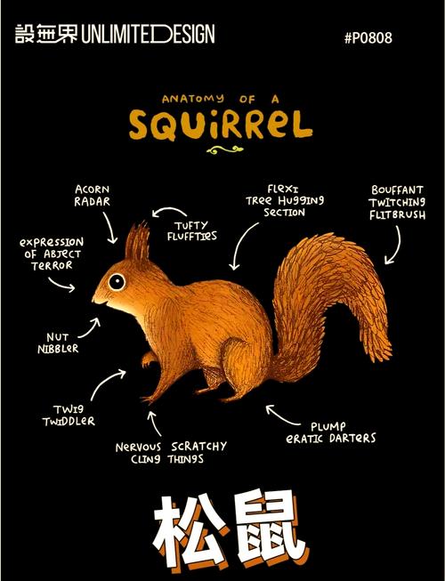 哪一种松鼠最认主人_养松鼠选对品种很重要! 哪一种松鼠最认主人_养松鼠选对品种很重要!