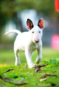 牛头梗为什么叫牛头梗_忠诚伙伴，农场老伙计，网络新宠