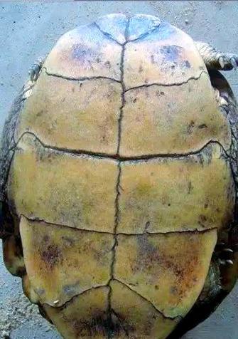 齿缘摄龟下蛋需要配偶吗_乌龟产蛋未孵化?繁殖季节与保育须知 齿缘摄龟下蛋需要配偶吗_乌龟产蛋未孵化?繁殖季节与保育须知