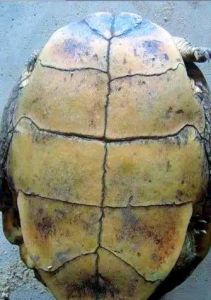 齿缘摄龟下蛋需要配偶吗_乌龟产蛋未孵化？繁殖季节与保育须知