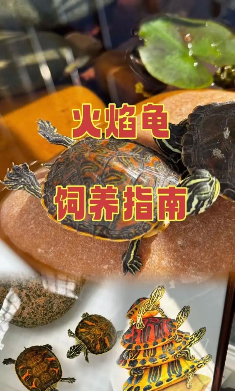 火焰龟属于巴西龟吗_哪个更漂亮? 火焰龟属于巴西龟吗_哪个更漂亮?