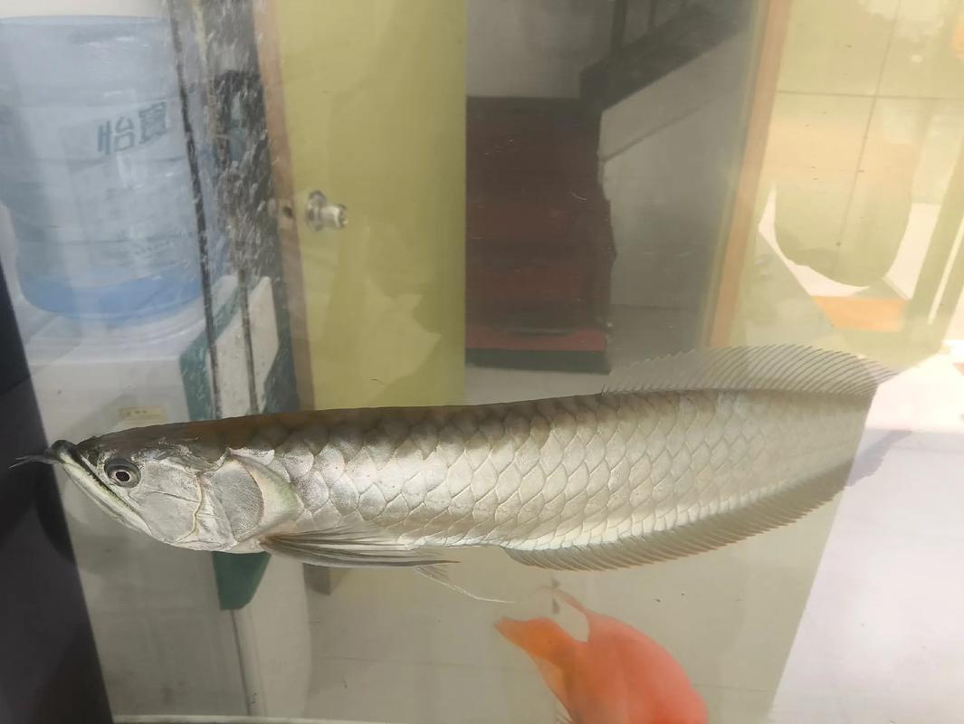 小银龙鱼不开口怎么办_银龙鱼不吃食怎么办?试试调水换食和环境 小银龙鱼不开口怎么办_银龙鱼不吃食怎么办?试试调水换食和环境