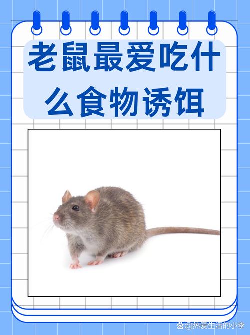 最吸引老鼠诱饵_塑料瓶捕鼠器制作法 最吸引老鼠诱饵_塑料瓶捕鼠器制作法