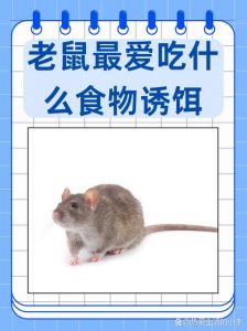 最吸引老鼠诱饵_塑料瓶捕鼠器制作法