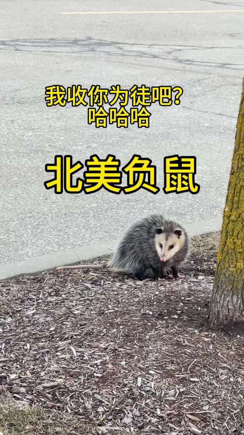 北美负鼠咬人吗_北美负鼠温和不咬人,野生动物勿当宠物 北美负鼠咬人吗_北美负鼠温和不咬人,野生动物勿当宠物