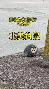 北美负鼠咬人吗_北美负鼠温和不咬人，野生动物勿当宠物