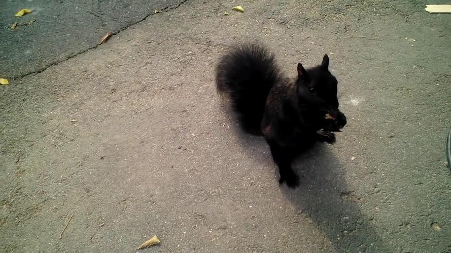 黑色松鼠稀有吗_保护稀有黑松鼠,它不冬眠,寿命3-6年 黑色松鼠稀有吗_保护稀有黑松鼠,它不冬眠,寿命3-6年