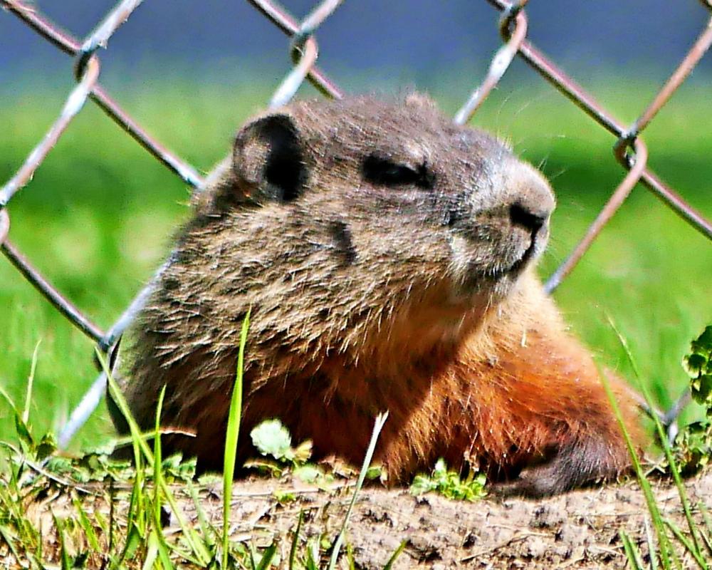 新疆土拨鼠是保护动物吗_国家二级保护动物,请勿靠近! 新疆土拨鼠是保护动物吗_国家二级保护动物,请勿靠近!