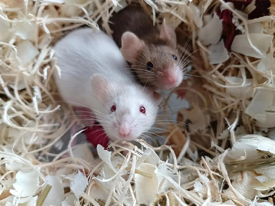 缎子鼠可以洗澡吗_仓鼠怕水,用浴沙清洁别惊吓 缎子鼠可以洗澡吗_仓鼠怕水,用浴沙清洁别惊吓