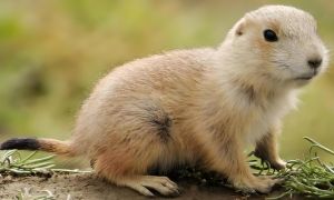 食用鼠类品种有哪些_食用老鼠肉传统减少，竹鼠养殖更安全营养