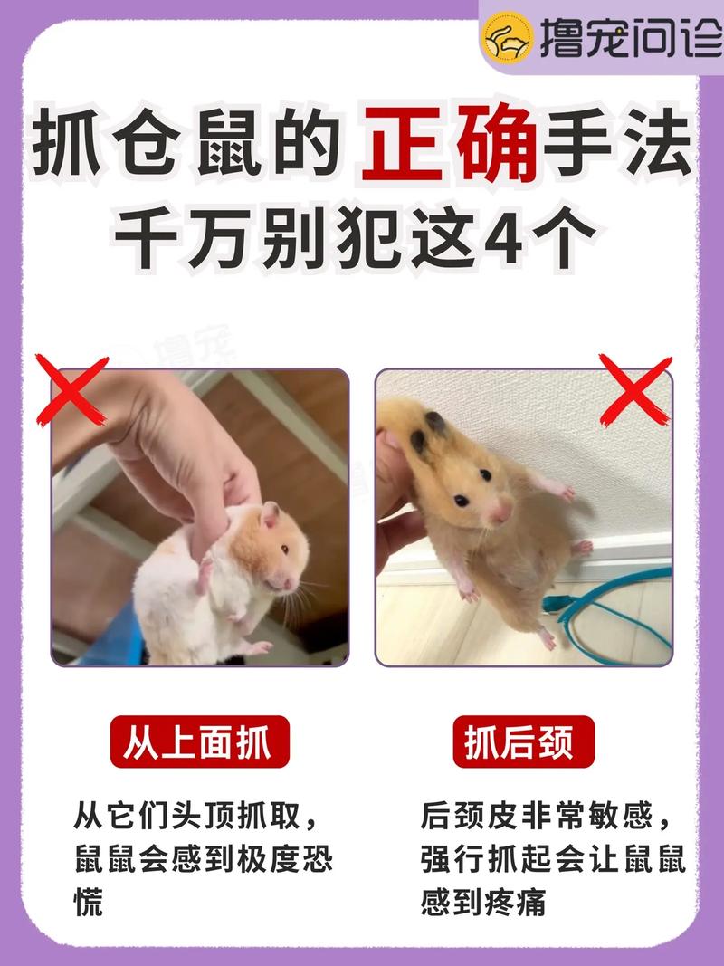 摸过仓鼠的手碰了嘴会怎么样_仓鼠咬伤不用打狂犬?正确处理伤口很重要! 摸过仓鼠的手碰了嘴会怎么样_仓鼠咬伤不用打狂犬?正确处理伤口很重要!