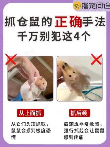 摸过仓鼠的手碰了嘴会怎么样_仓鼠咬伤不用打狂犬？正确处理伤口很重要！