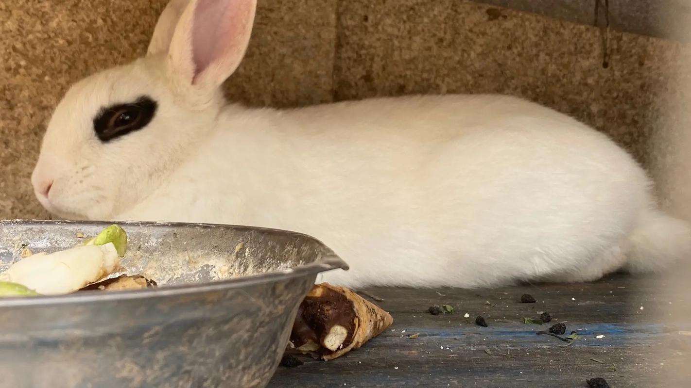 熊猫兔是可食物兔吗_可爱温顺小宠物 熊猫兔是可食物兔吗_可爱温顺小宠物