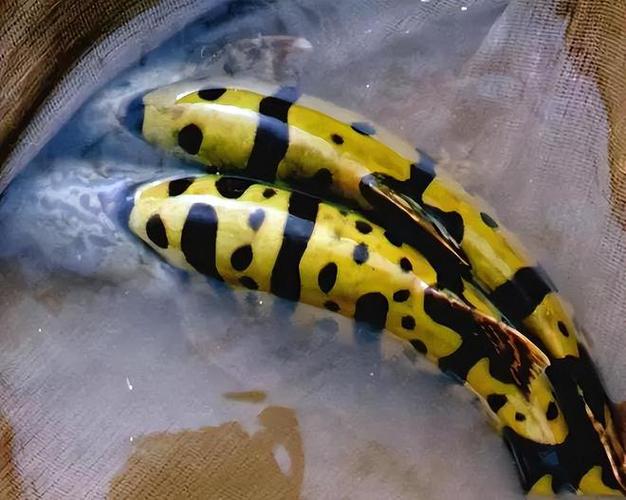 虎斑鱼观赏鱼怎么养_温度喂食水质观察要点 虎斑鱼观赏鱼怎么养_温度喂食水质观察要点