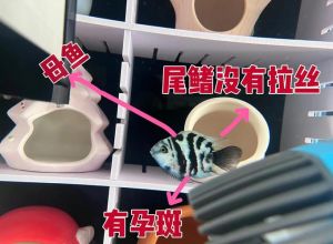 迷你鹦鹉鱼怎么区分公母_如何区分迷你鹦鹉鱼公母？看体型背鳍和颜色！