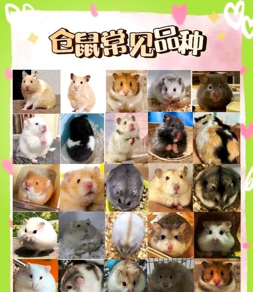 最可爱的十种仓鼠排名_金丝鼠毛丝鼠等各鼠类特点介绍 最可爱的十种仓鼠排名_金丝鼠毛丝鼠等各鼠类特点介绍