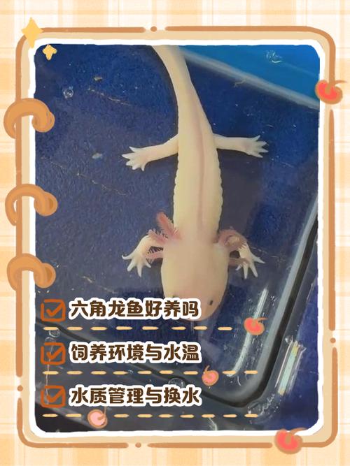 六角恐龙鱼能混养吗_六角恐龙凶猛易冲突,单养更安全,养水难 六角恐龙鱼能混养吗_六角恐龙凶猛易冲突,单养更安全,养水难