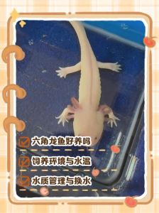 六角恐龙鱼能混养吗_六角恐龙凶猛易冲突，单养更安全，养水难