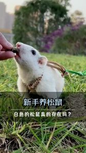 白色松鼠是什么品种_西湖现罕见白松鼠，受游客追捧专家称需保护