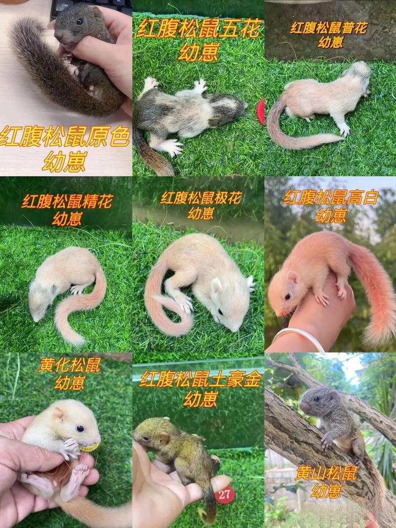 适合家养的松鼠品种_魔王松鼠优雅温顺，不同颜色价格不同；赤腹明纹花松鼠亲民可爱，从小养起