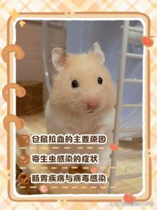 血淋淋的教训告诉你仓鼠千万不要合笼_仓鼠独居好，合笼易打斗受伤