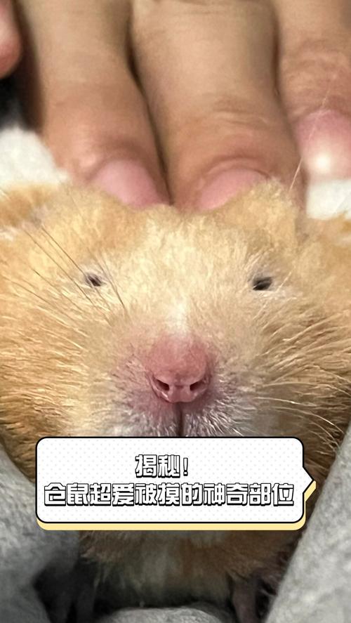 摸完仓鼠忘洗手了会不会有事_摸完仓鼠不洗手有风险,需及时洗手防病 摸完仓鼠忘洗手了会不会有事_摸完仓鼠不洗手有风险,需及时洗手防病