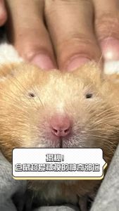 摸完仓鼠忘洗手了会不会有事_摸完仓鼠不洗手有风险，需及时洗手防病