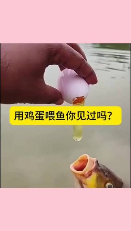 鸡蛋黄能喂鱼吗_喂鱼蛋黄要注意,别呛到鱼,别过量,蛋黄水只暂用 鸡蛋黄能喂鱼吗_喂鱼蛋黄要注意,别呛到鱼,别过量,蛋黄水只暂用