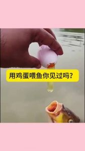 鸡蛋黄能喂鱼吗_喂鱼蛋黄要注意，别呛到鱼，别过量，蛋黄水只暂用