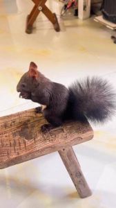 大魔王松鼠寿命多久_松鼠寿命多久？健康饮食关爱的关键