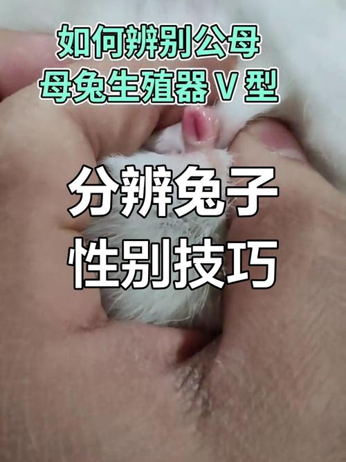 家兔人工配种时公母兔比例为_养兔公母比例,人工配种与授精技术解析 家兔人工配种时公母兔比例为_养兔公母比例,人工配种与授精技术解析