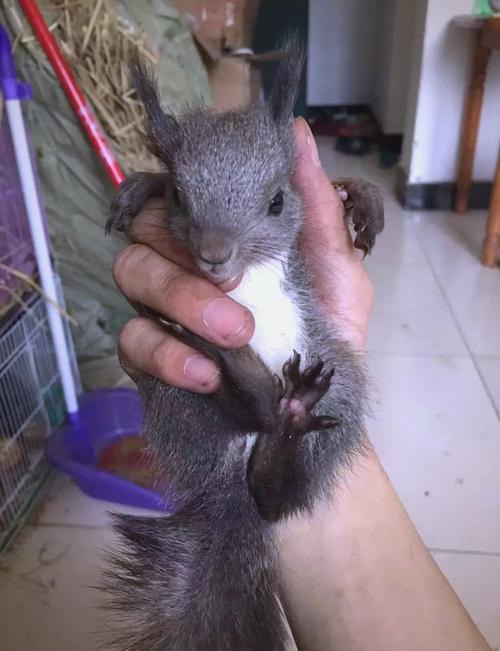 东北家庭适合家养的松鼠_魔王松鼠温顺易养,易驯服,适合东北气候 东北家庭适合家养的松鼠_魔王松鼠温顺易养,易驯服,适合东北气候