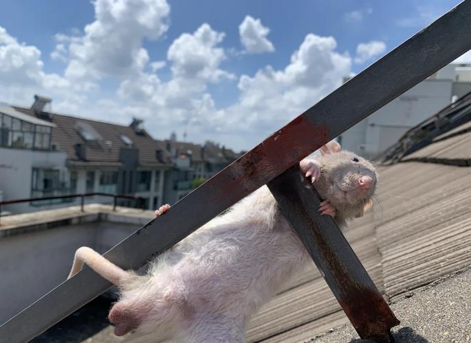 八齿鼠和花枝鼠哪个智商高_性格智商大比拼 八齿鼠和花枝鼠哪个智商高_性格智商大比拼