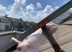 八齿鼠和花枝鼠哪个智商高_性格智商大比拼