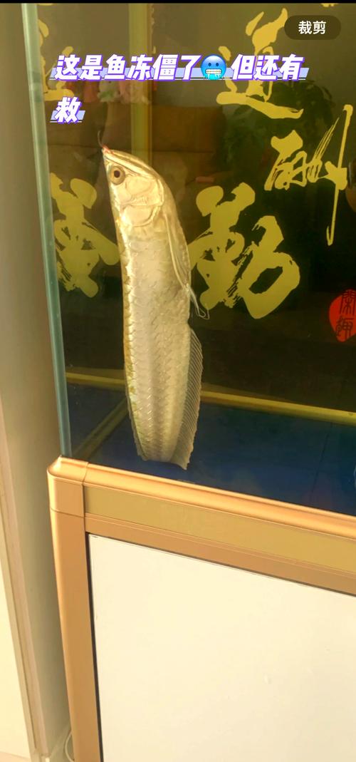 银龙鱼一般养几条_选对条数旺运势 银龙鱼一般养几条_选对条数旺运势