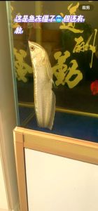 银龙鱼一般养几条_选对条数旺运势