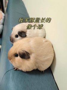 长得像大老鼠的宠物_外形像老鼠的奇妙动物需保护