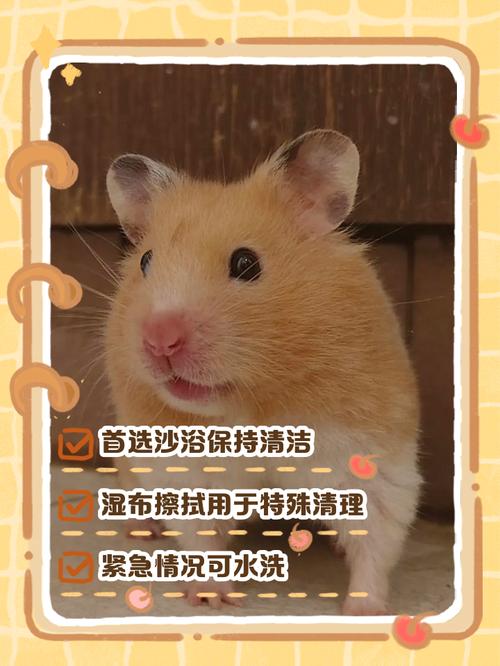 摸完仓鼠需要洗手吗_摸完仓鼠要洗手,防病健健康康! 摸完仓鼠需要洗手吗_摸完仓鼠要洗手,防病健健康康!