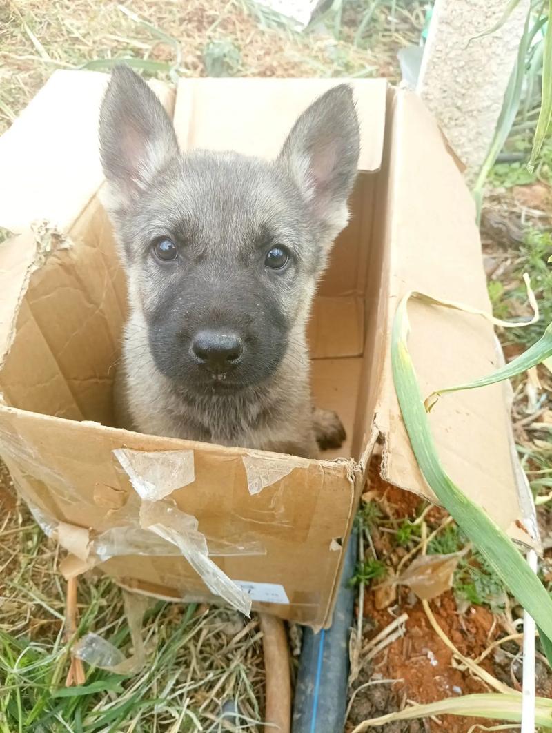 狼青幼犬几个月才能长大_狼青犬成长发育及饲养要点 狼青幼犬几个月才能长大_狼青犬成长发育及饲养要点