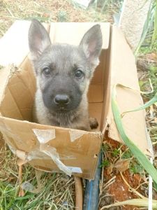 狼青幼犬几个月才能长大_狼青犬成长发育及饲养要点