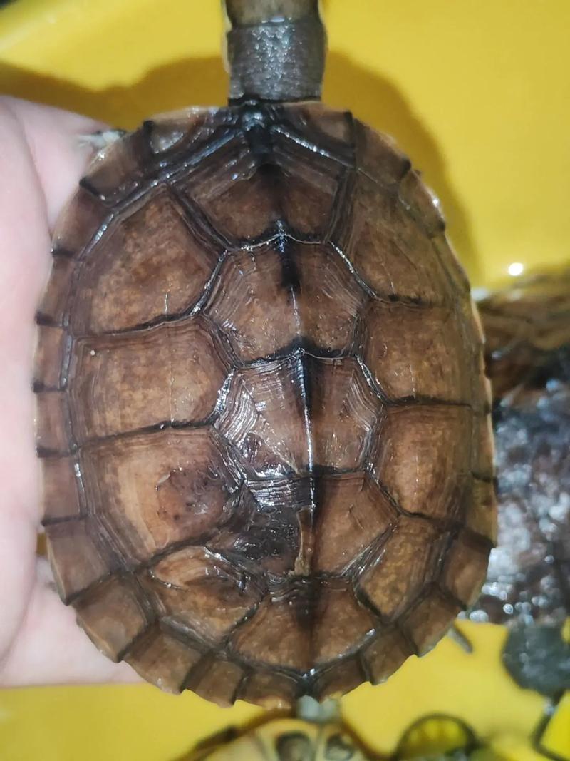 中华草龟为什么叫臭龟_臭龟是啥?草龟为啥臭? 中华草龟为什么叫臭龟_臭龟是啥?草龟为啥臭?