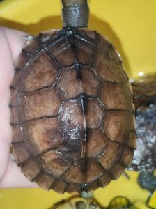 中华草龟为什么叫臭龟_臭龟是啥？草龟为啥臭？